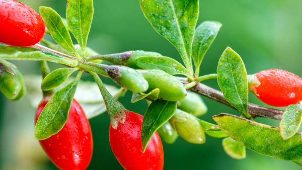 甘蓝菜是什么菜呢